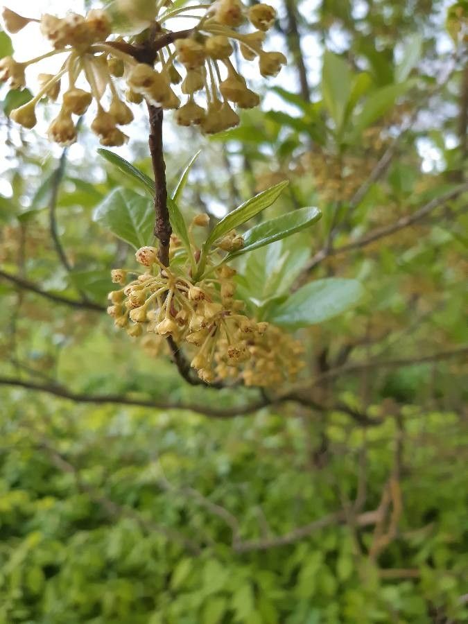 Lindera erythrocarpa flower
