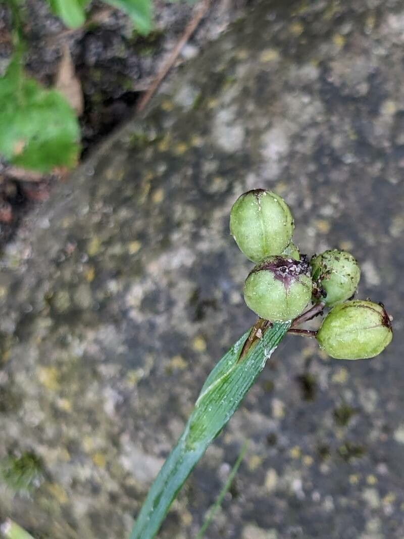 Sisyrinchium montanum fruit