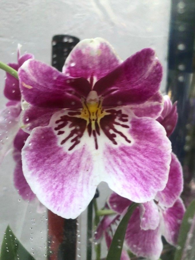 Schizanthus pinnatus flower