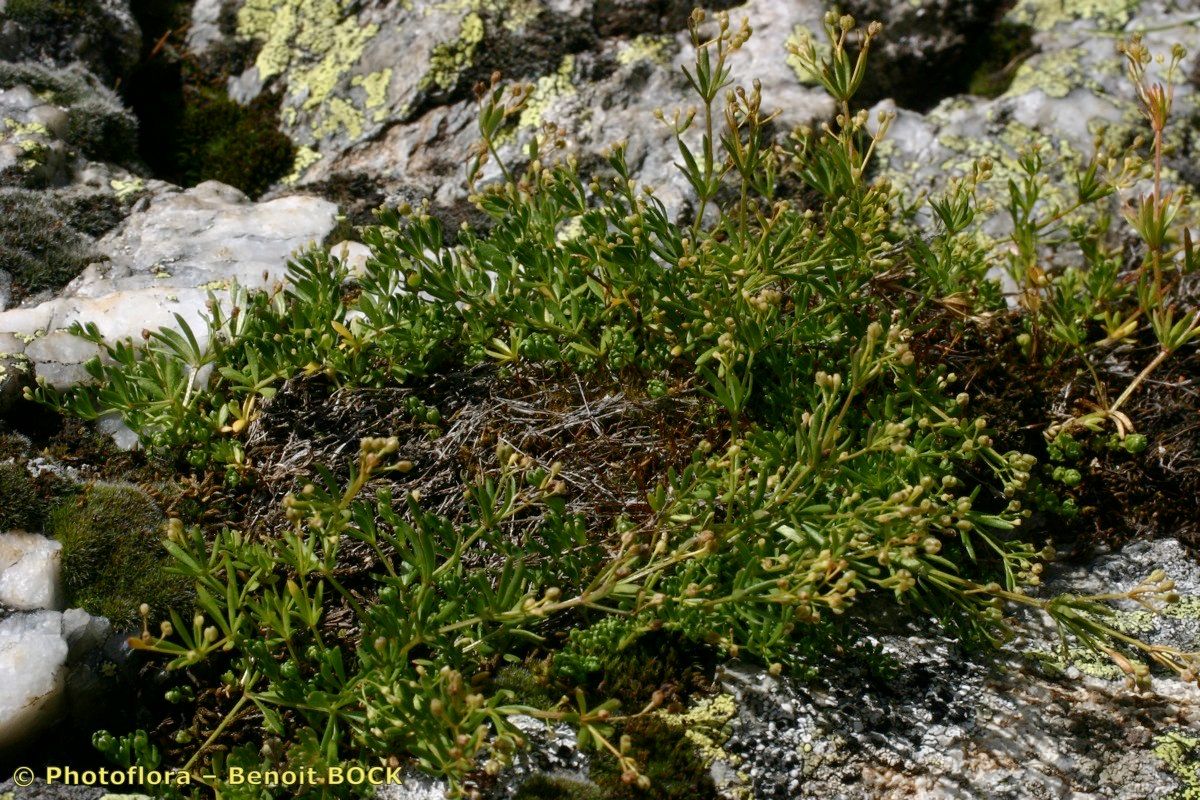 Galium tendae habit