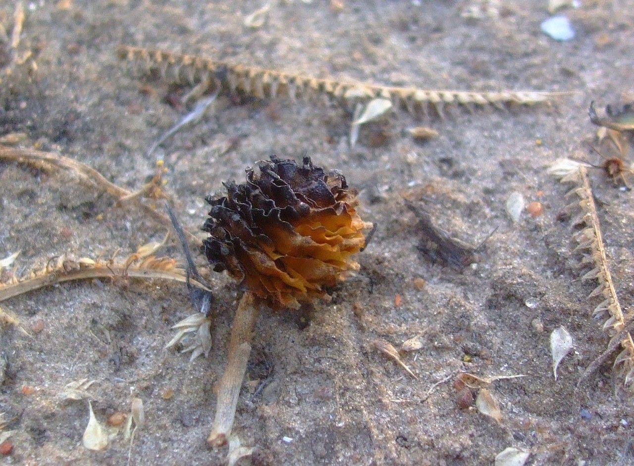 Terminalia leiocarpa fruit