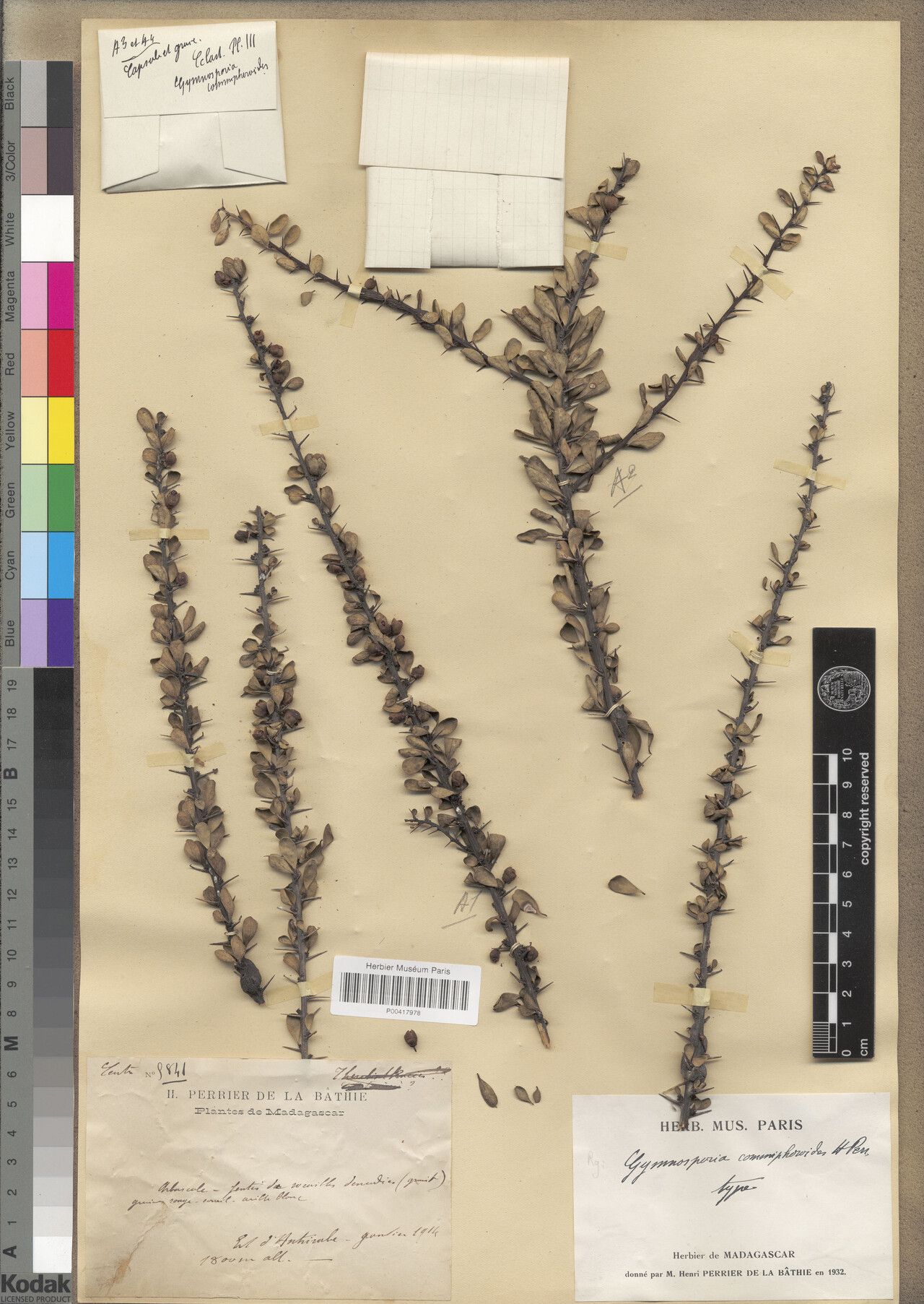 Gymnosporia commiphoroides — houseplant care guide