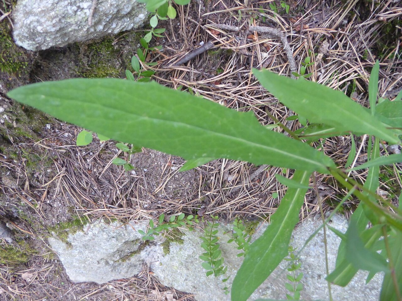 Prenanthes purpurea leaf