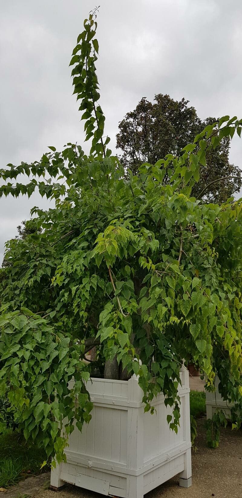 Ipomoea intrapilosa habit