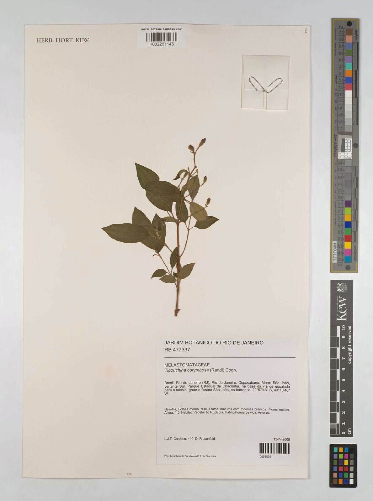 Pleroma vimineum — houseplant care guide