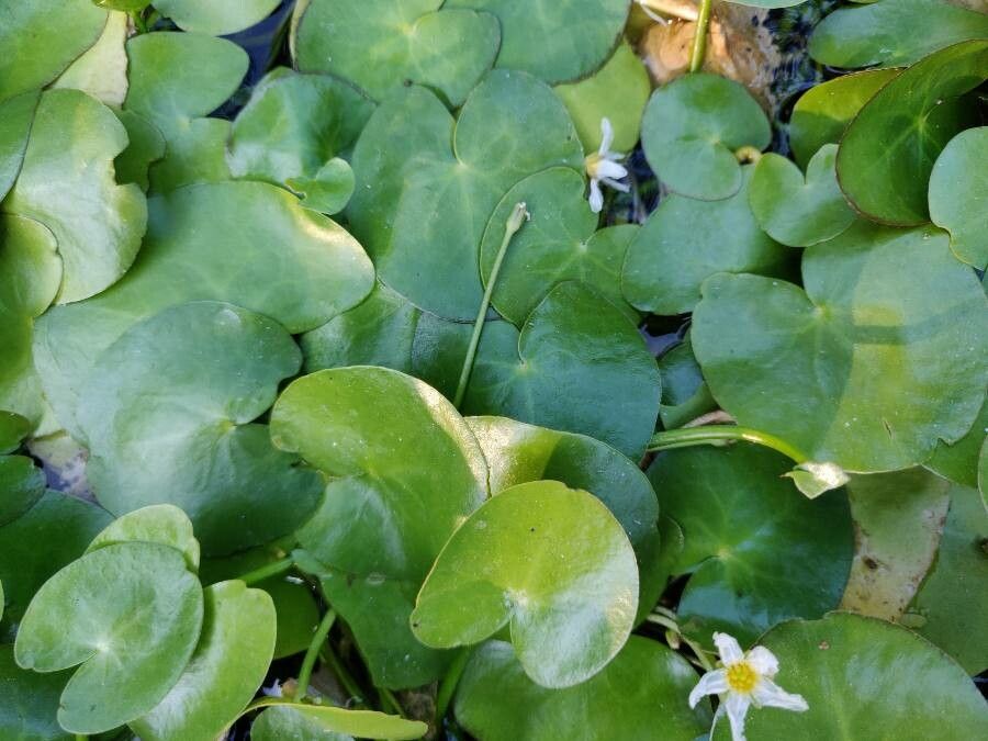 Nymphoides cristata leaf