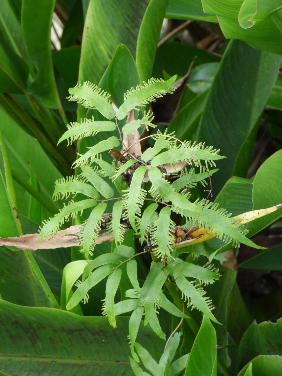 Lygodium japonicum habit