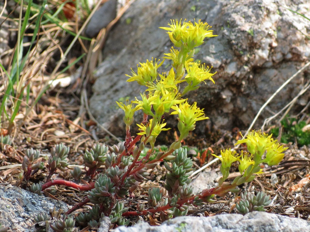 Sedum lanceolatum habit