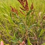 Rumex salicifolius