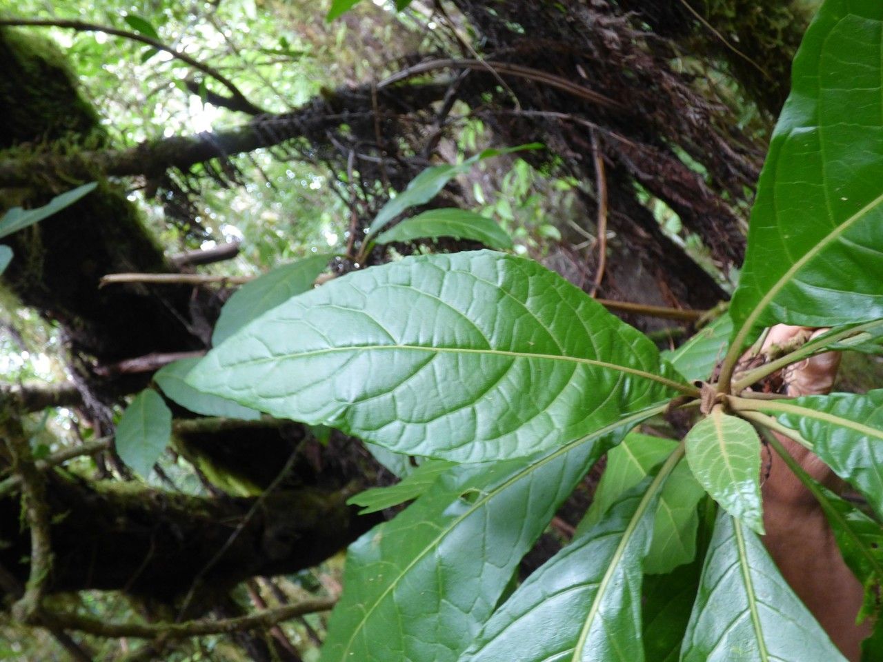 Gymnanthemum fimbrilliferum — houseplant care guide