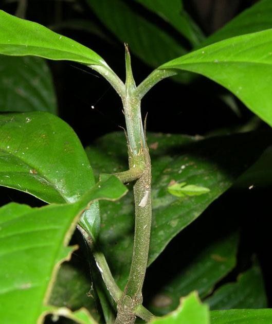 Palicourea stenostachya bark