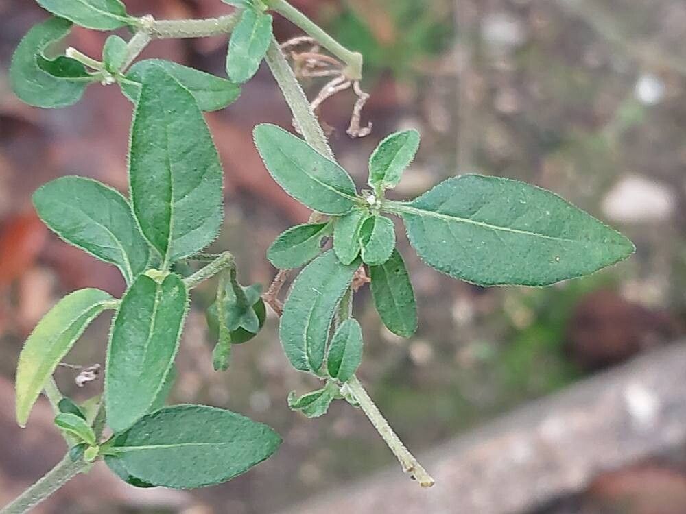 Gentiana crassicaulis — houseplant care guide