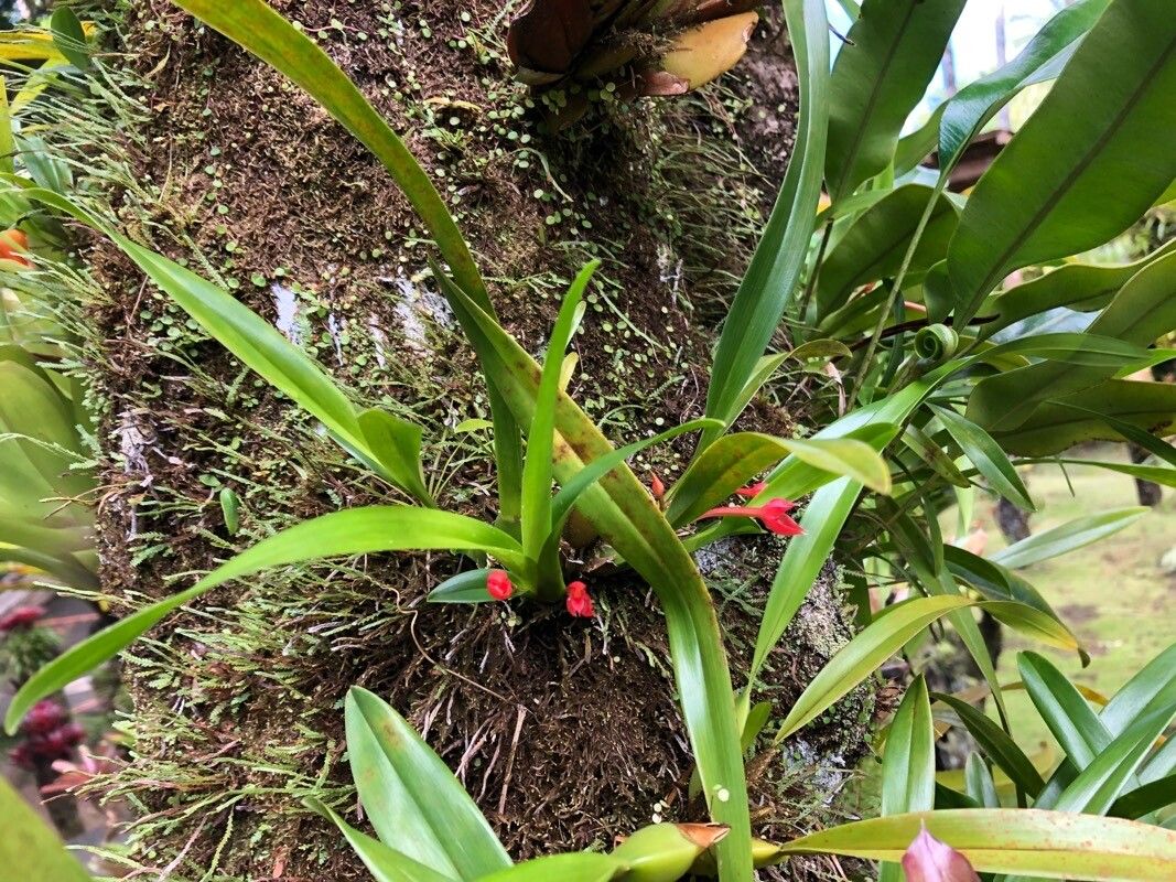 Maxillaria coccinea flower