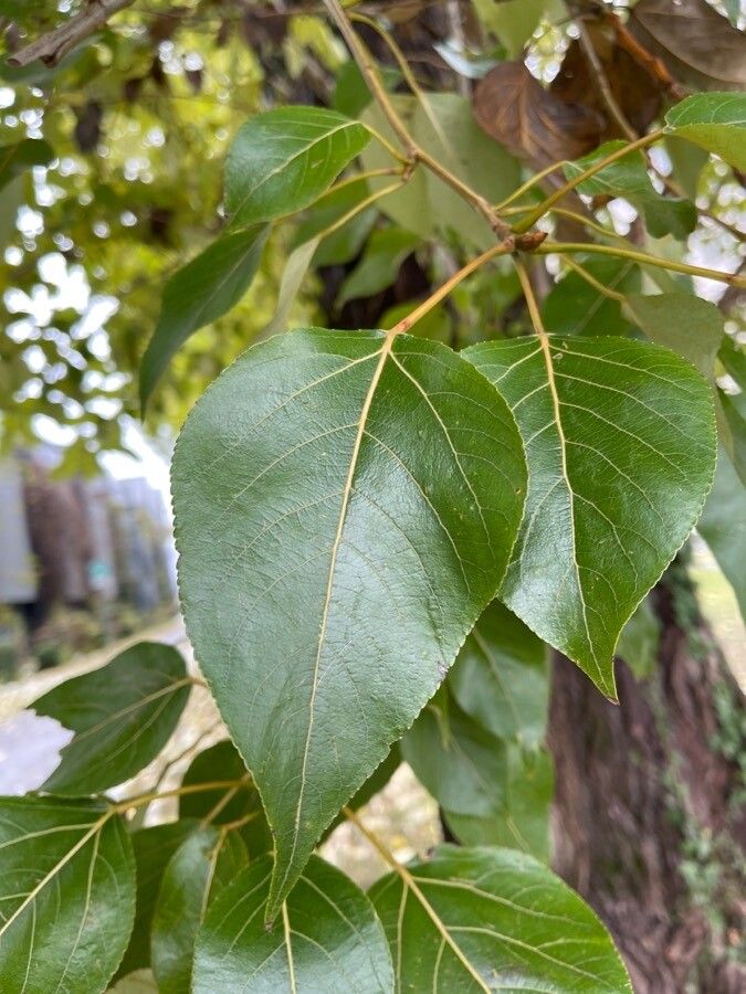 Populus trichocarpa