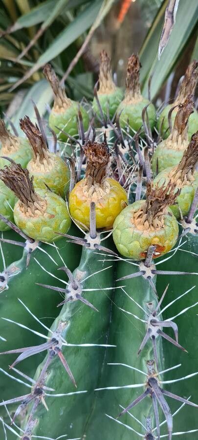 Ferocactus herrerae fruit