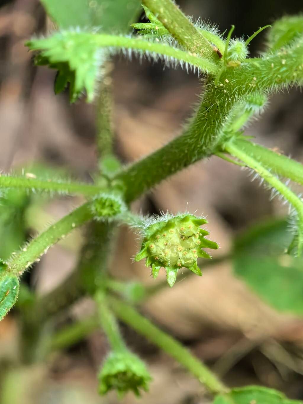 Dorstenia brownii flower