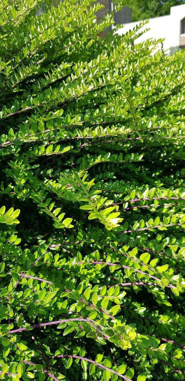 Lonicera nitida leaf