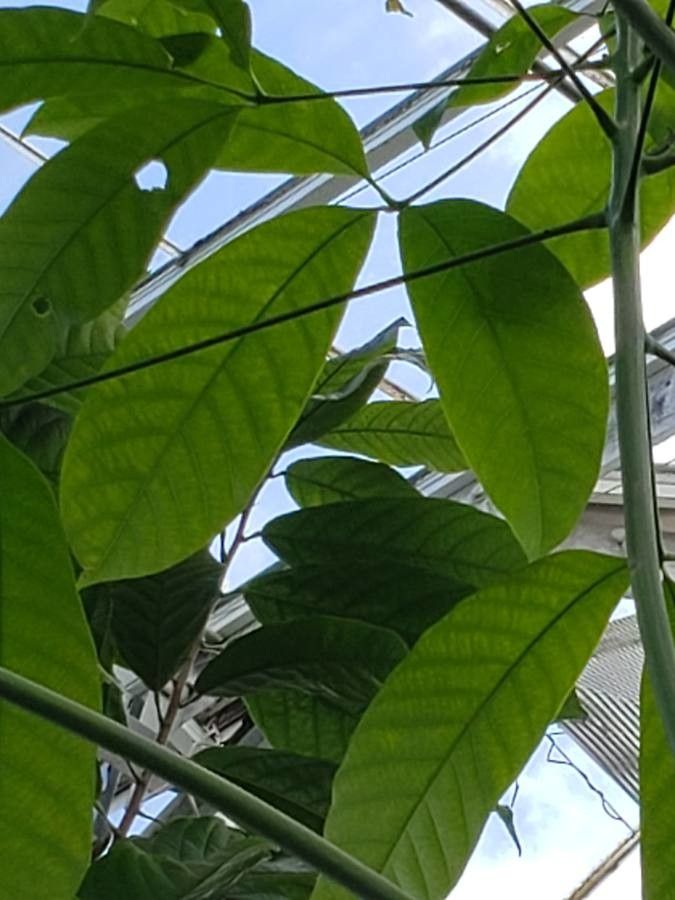 Hevea brasiliensis leaf