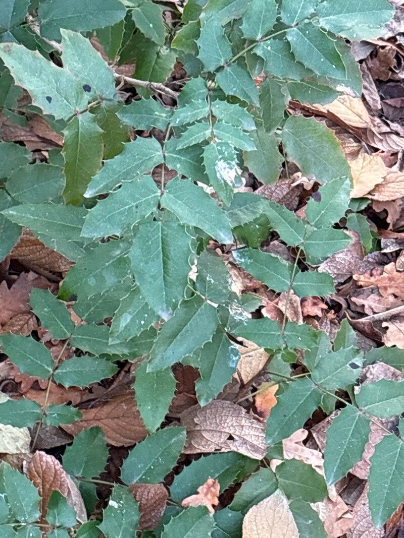 Berberis pumila — houseplant care guide