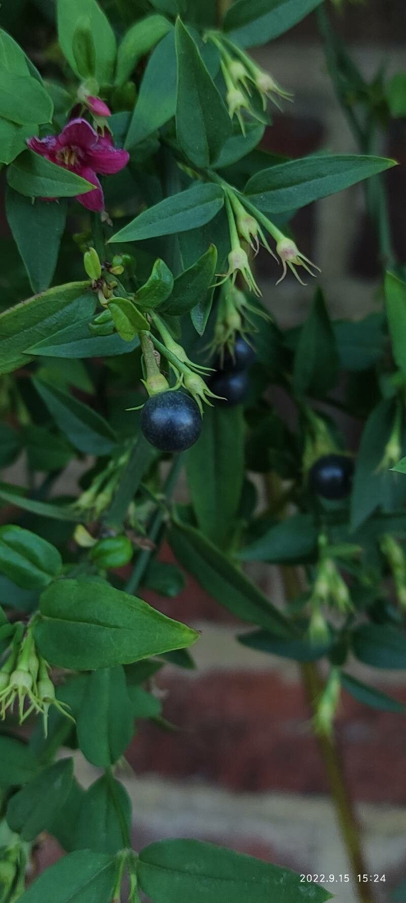 Jasminum beesianum fruit