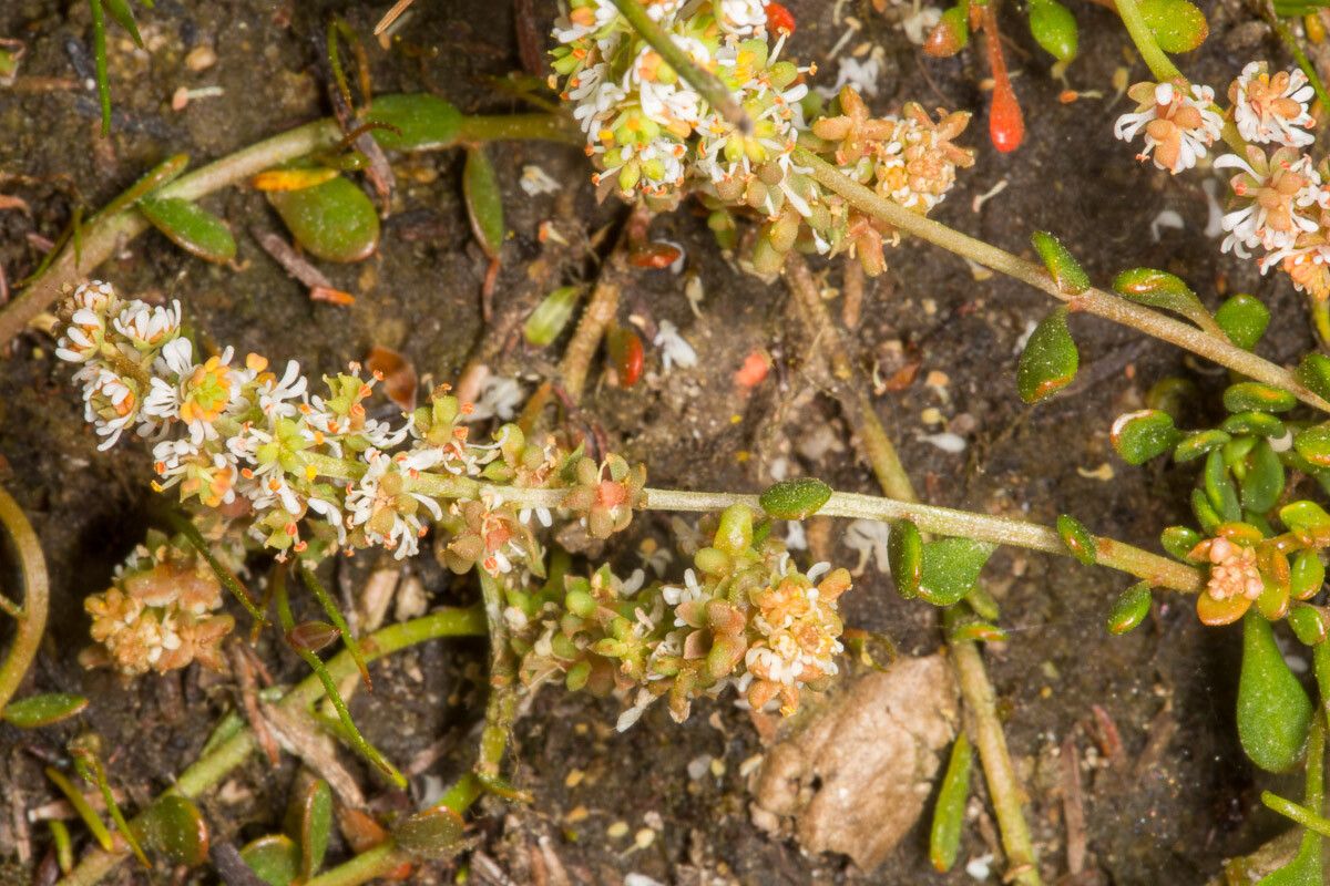 Sesamoides spathulifolia flower