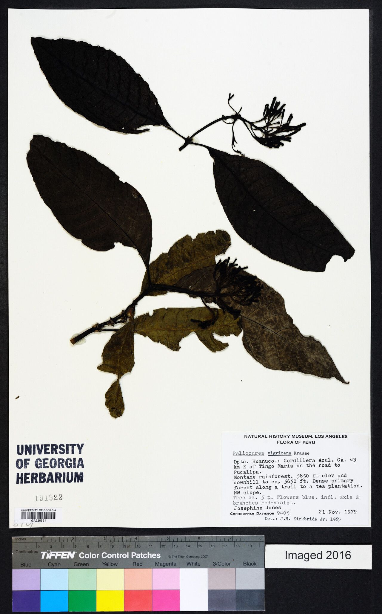 Palicourea nigricans — houseplant care guide