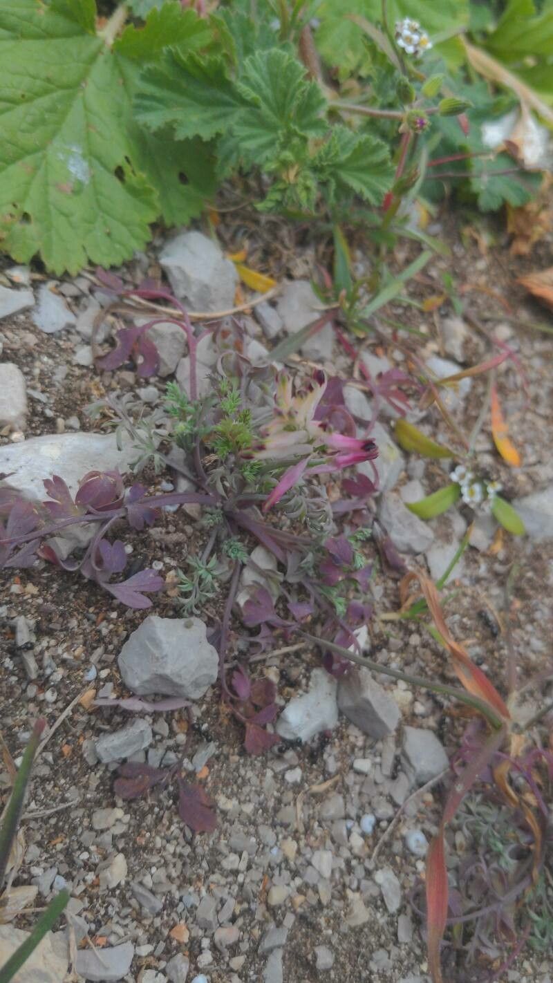 Fumaria munbyi habit