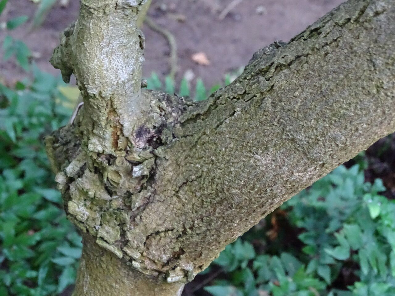 Lepisanthes senegalensis bark