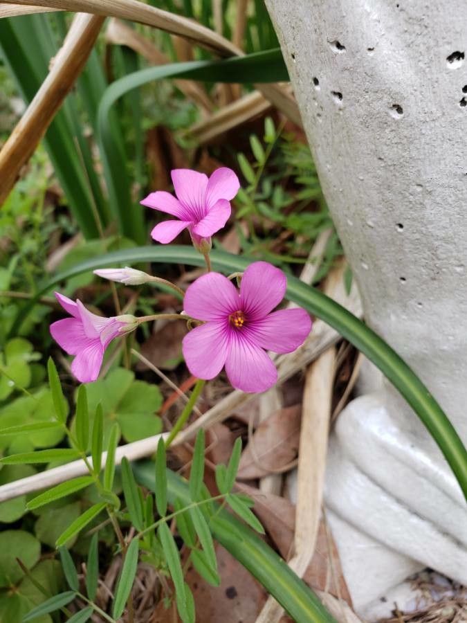 Oxalis articulata flower