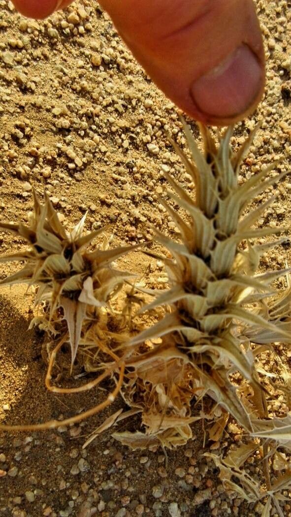 Blepharis ciliaris — houseplant care guide