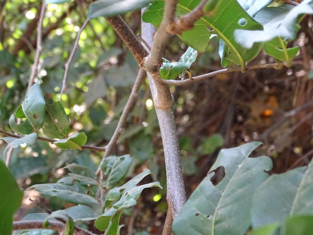 Combretum conchipetalum bark