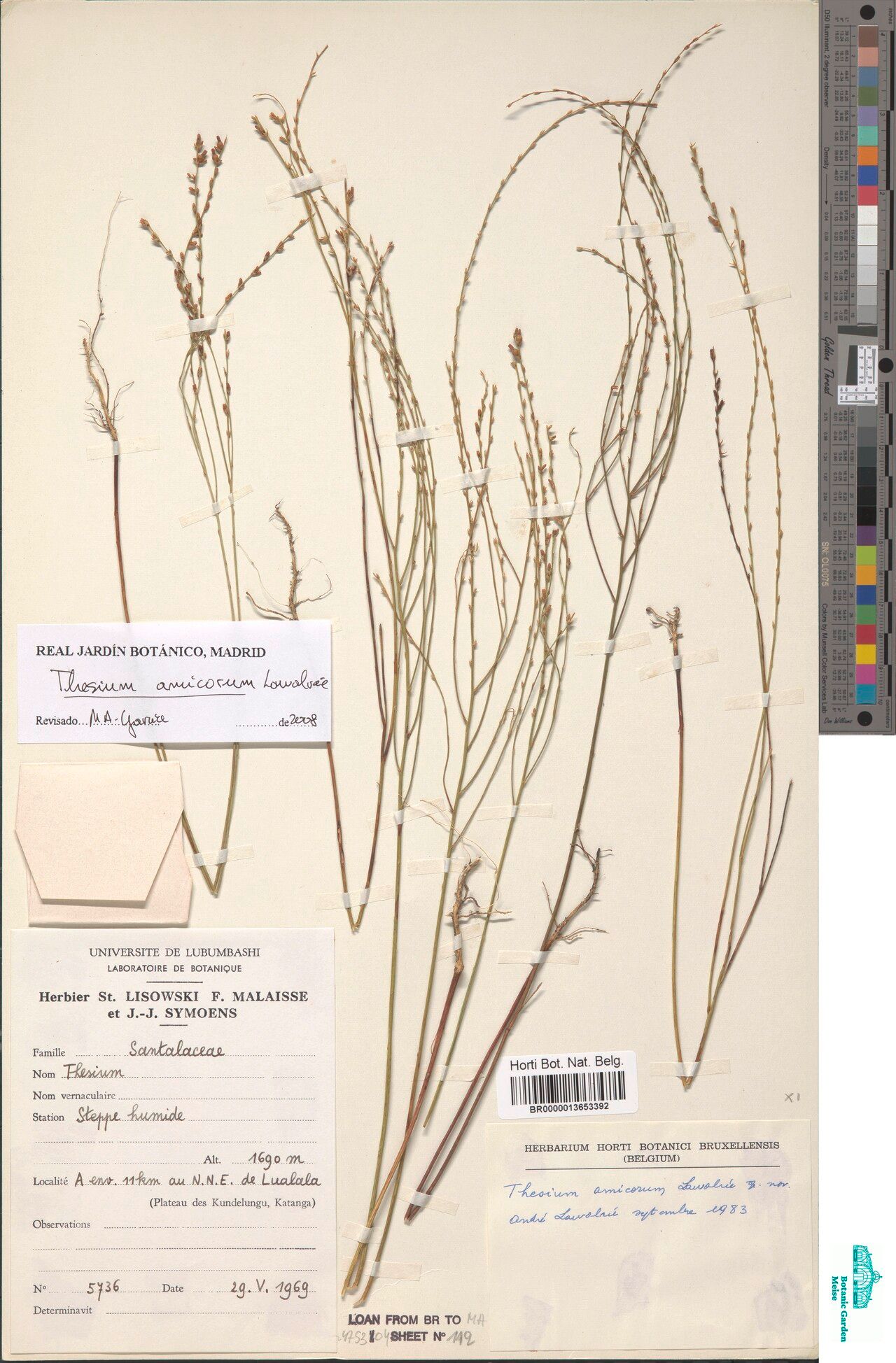 Thesium amicorum — related species from the same genus