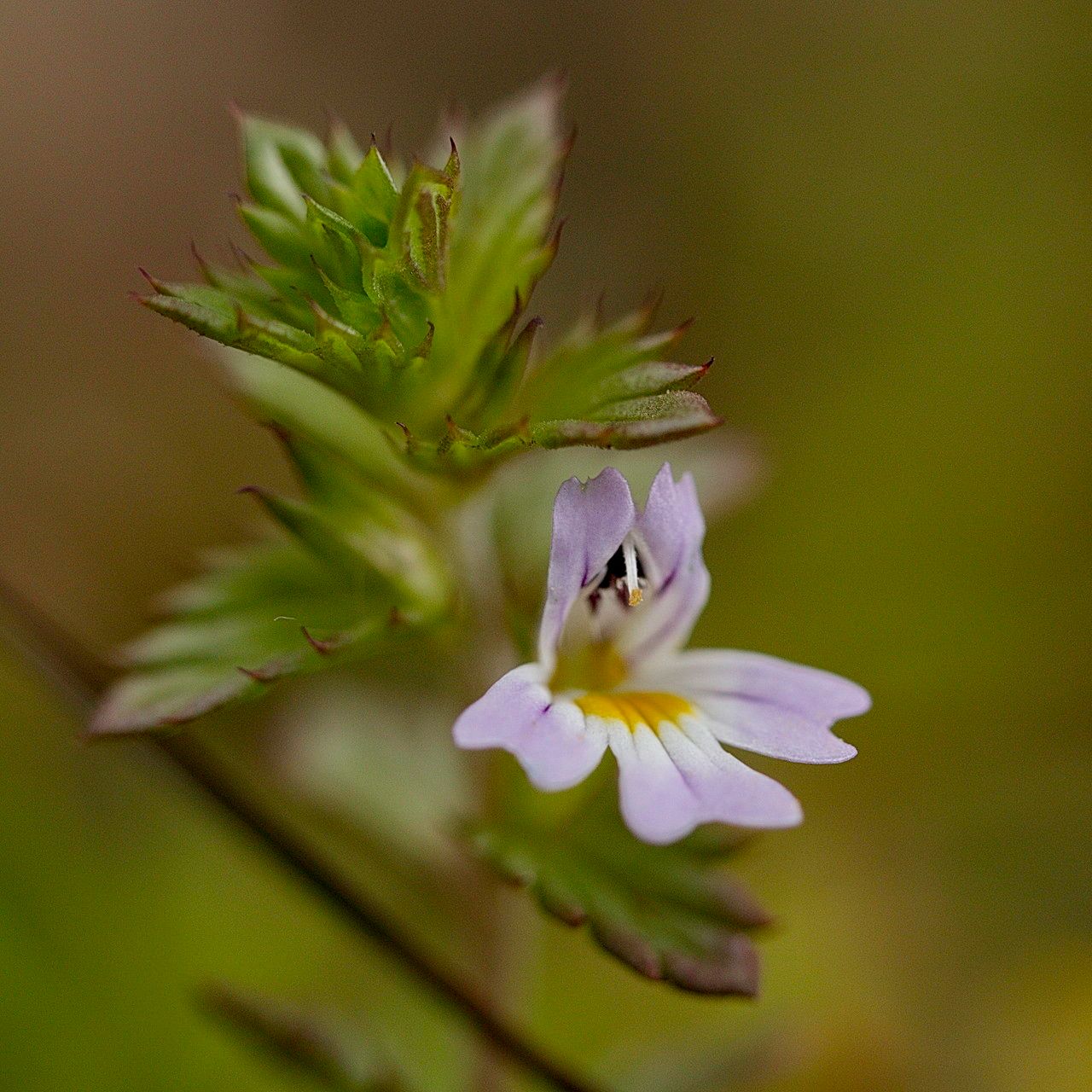 Euphrasia stricta — search result for 'Euphrasia'