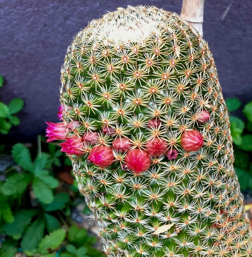 Mammillaria matudae flower