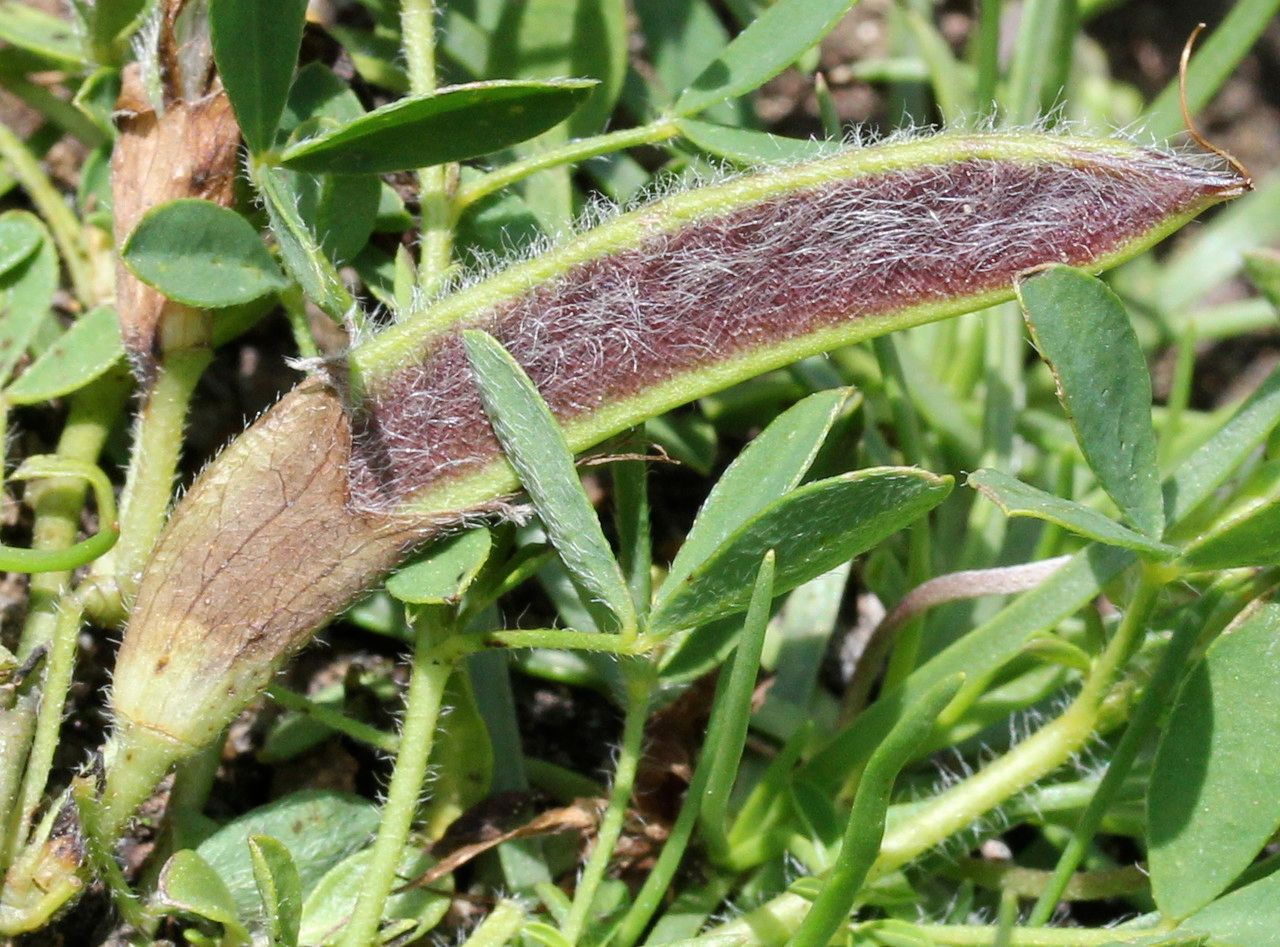 Cytisus polytrichus fruit