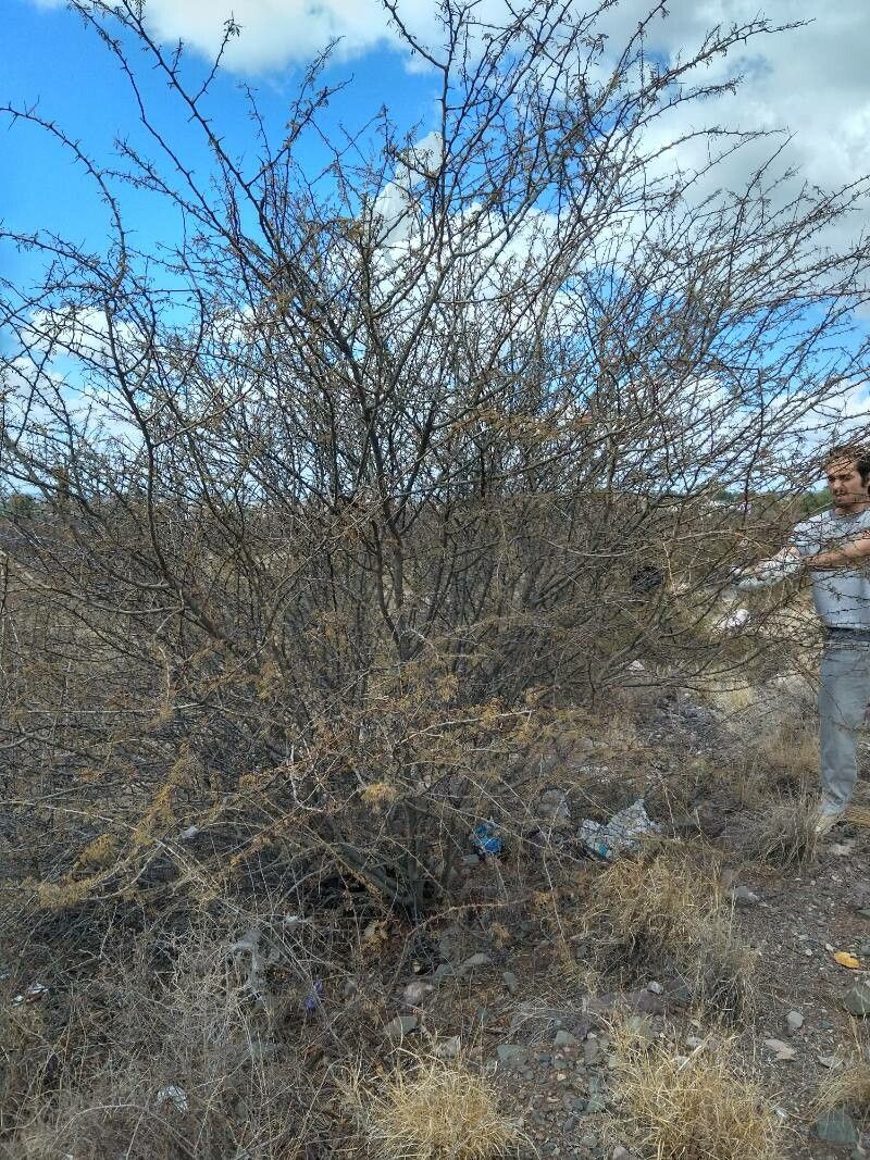 Senegalia gilliesii habit