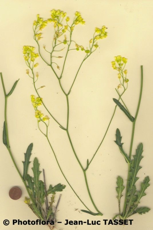 Biscutella ambigua habit