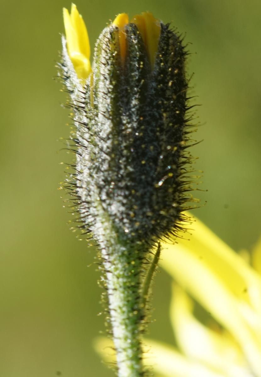 Hieracium cantalicum flower