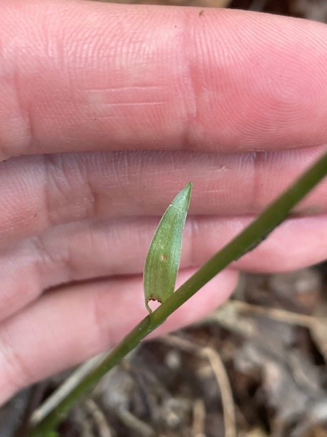 Spiranthes ovalis leaf