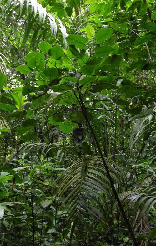 Piper auritifolium habit