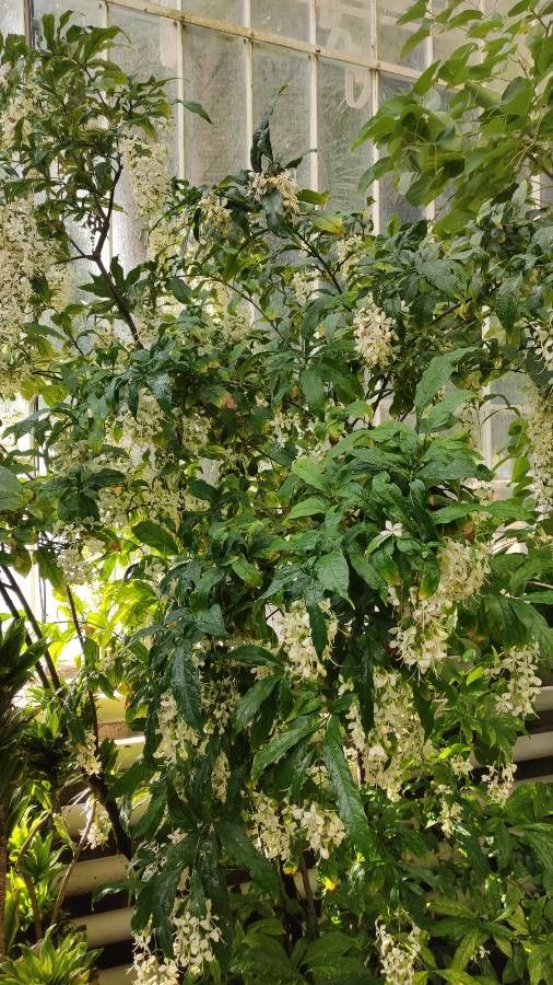 Clerodendrum wallii habit