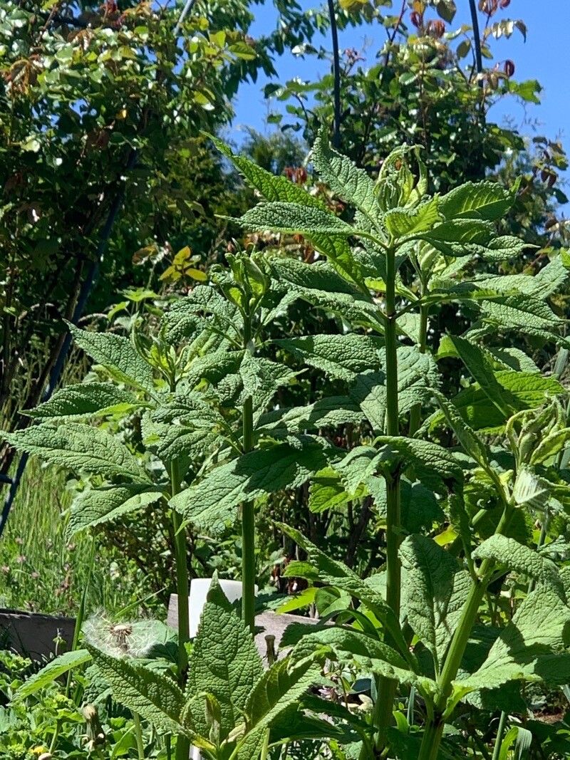 Eutrochium purpureum