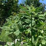 Eutrochium purpureum