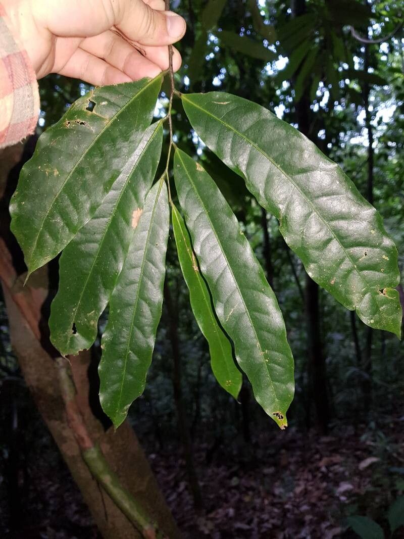 Unonopsis osae — related species from the same genus