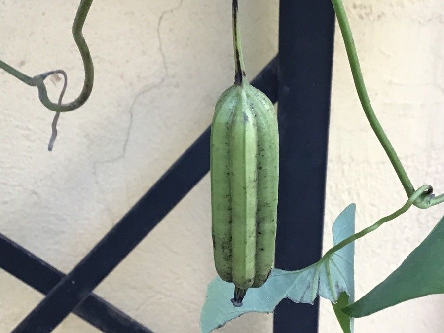 Aristolochia littoralis fruit