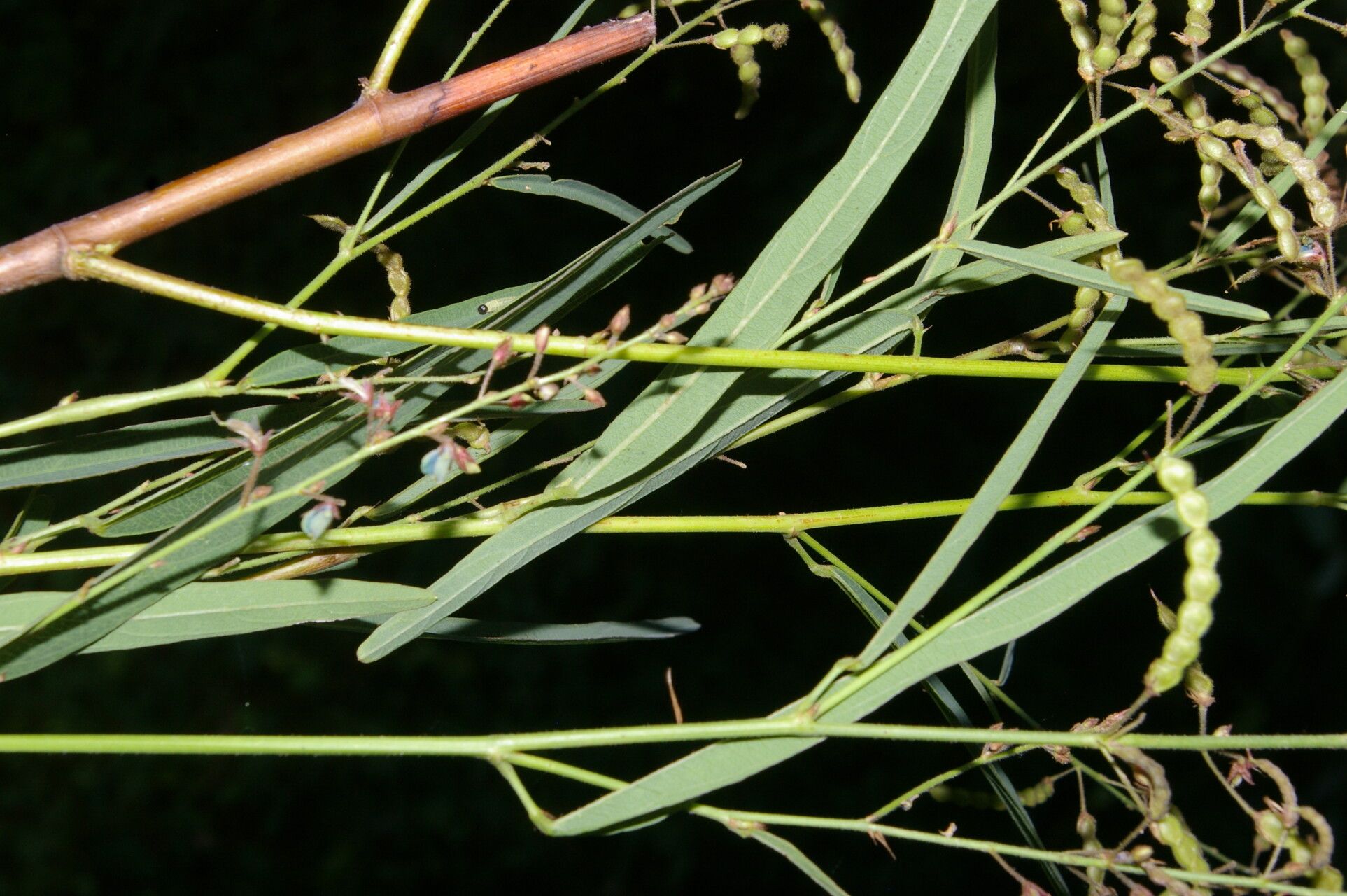 Desmodium angustifolium