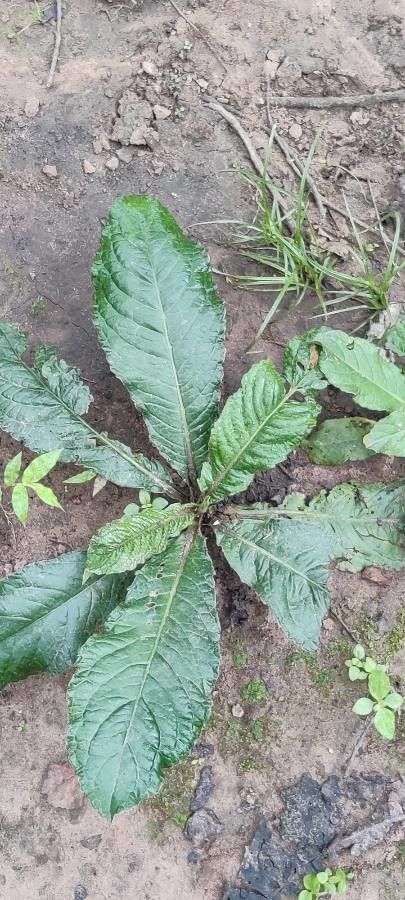 Elephantopus scaber — related species from the same genus