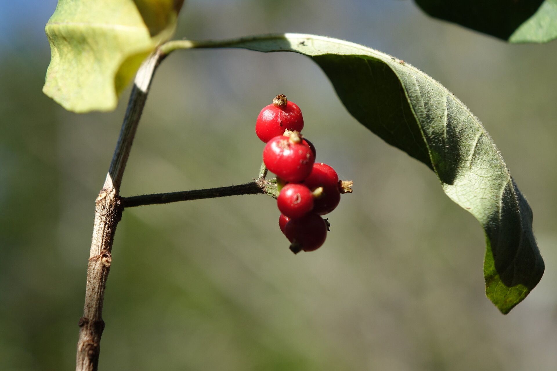 Psychotria puffii fruit
