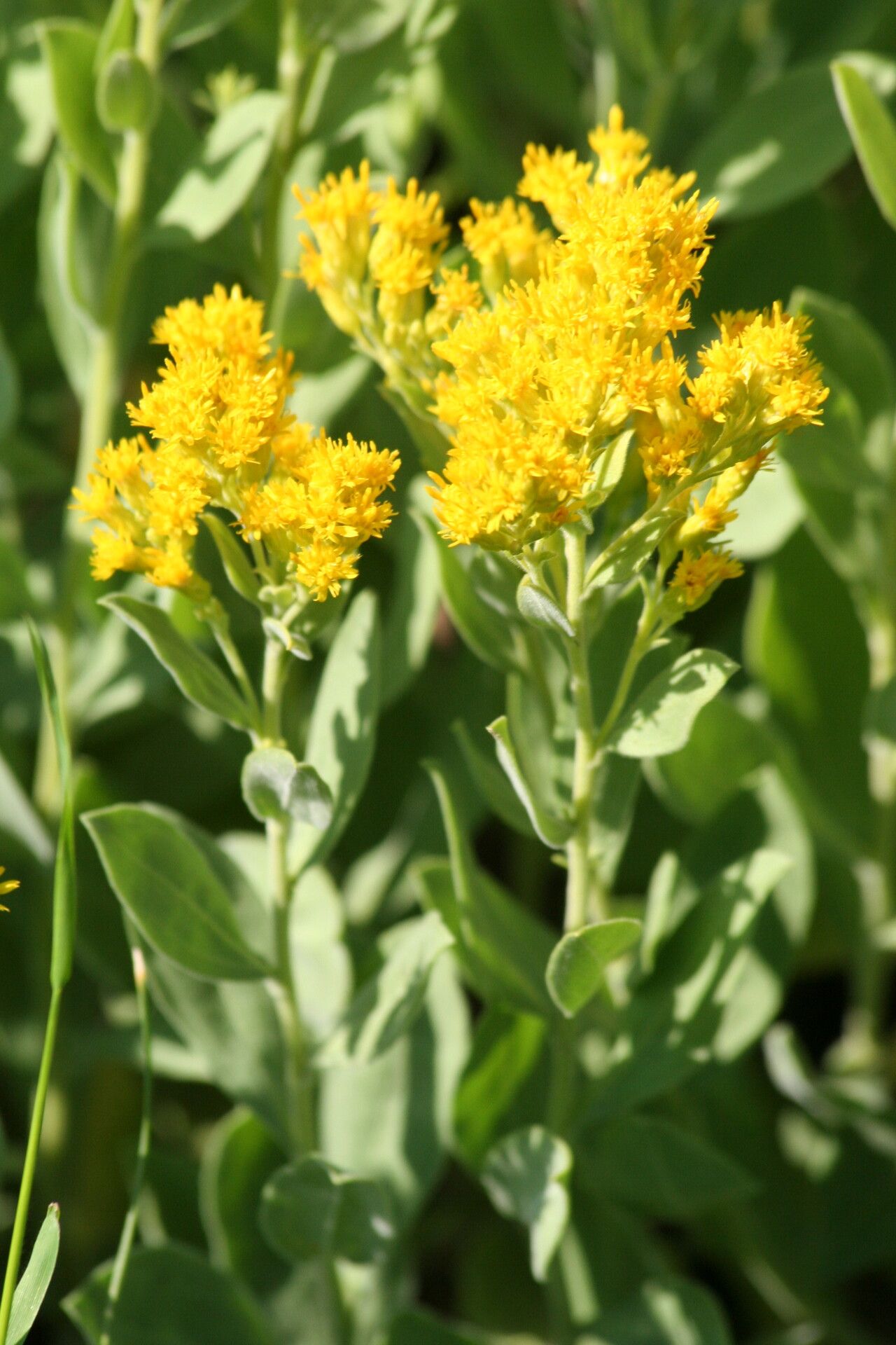 Solidago mollis flower