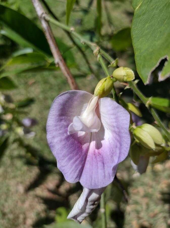 Clitoria fairchildiana flower
